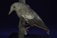 藏品(噪林鳥)的圖片